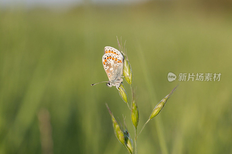 棕Argus蝴蝶(Aricia agestis)